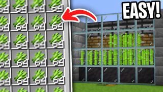 Sugarcane farm